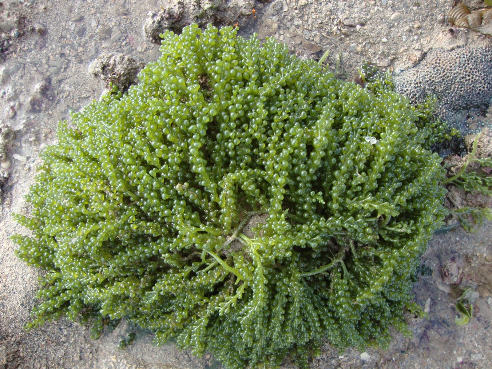 Microalgae
