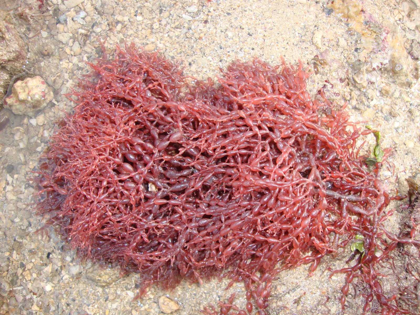 Microalgae